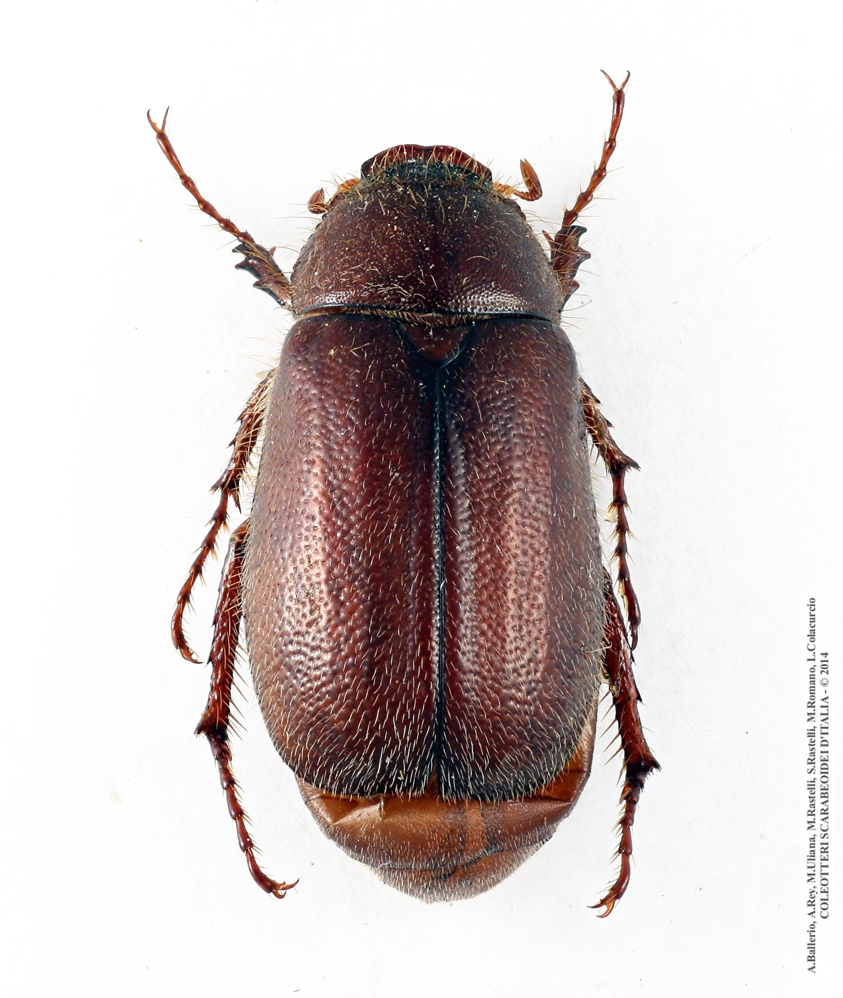 Aplidia massai, femmina